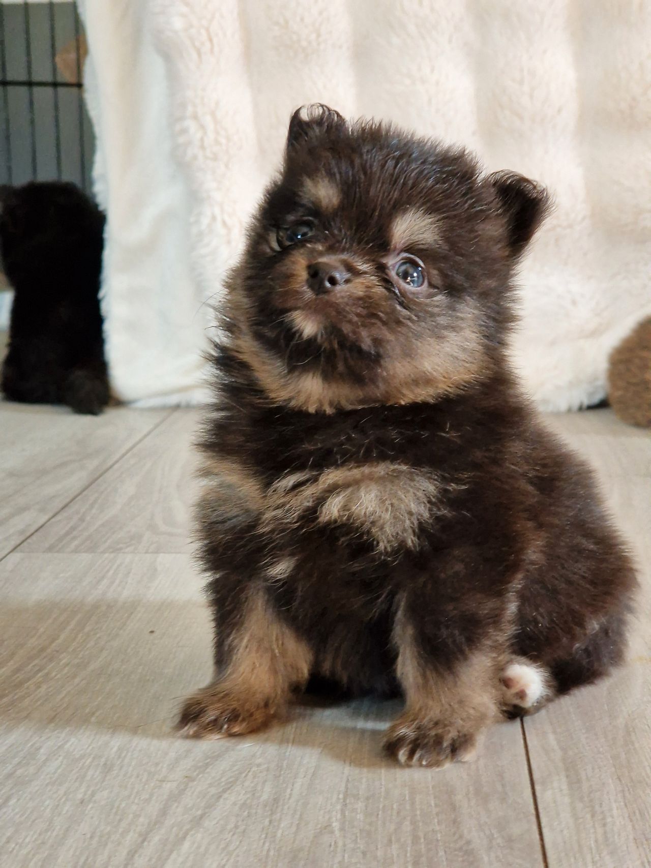 Pomeranian