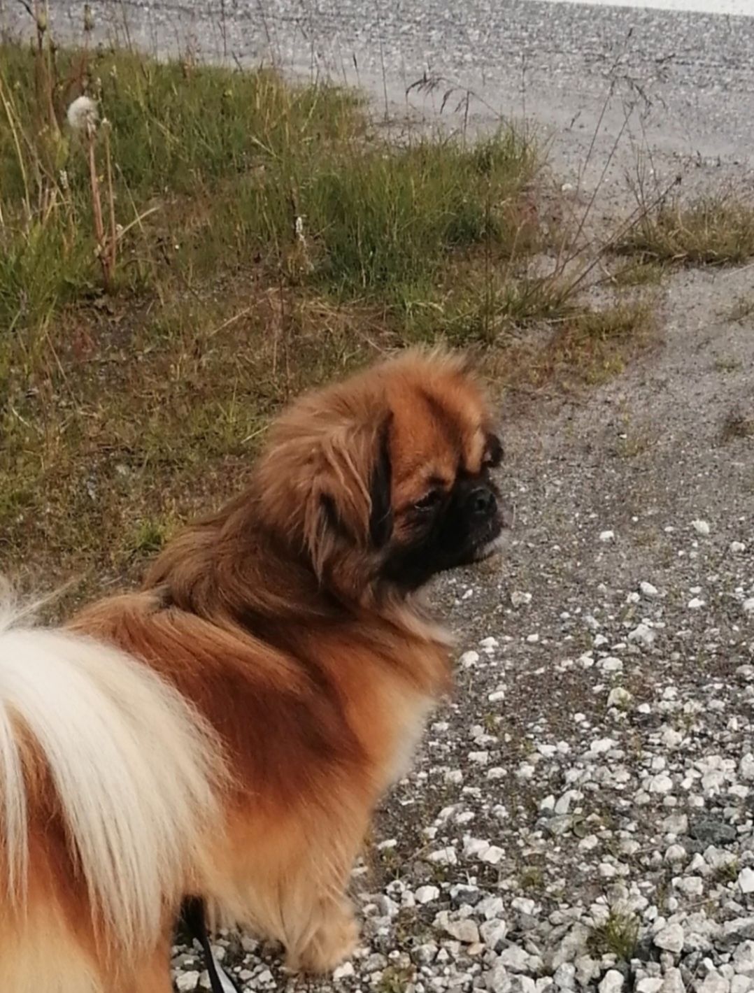 Tibetansk spaniel