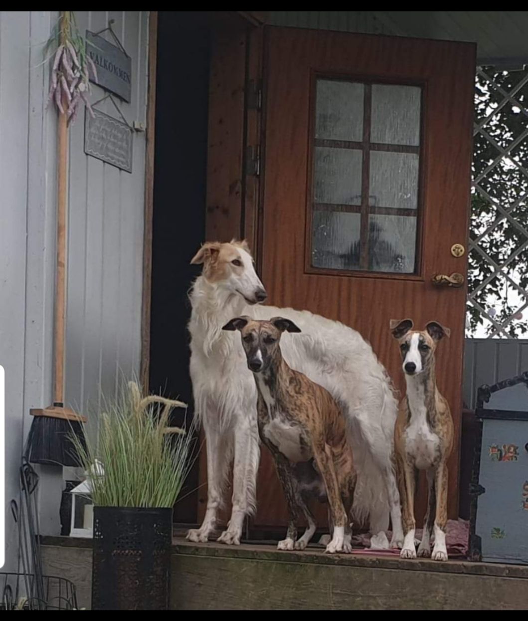 Whippet