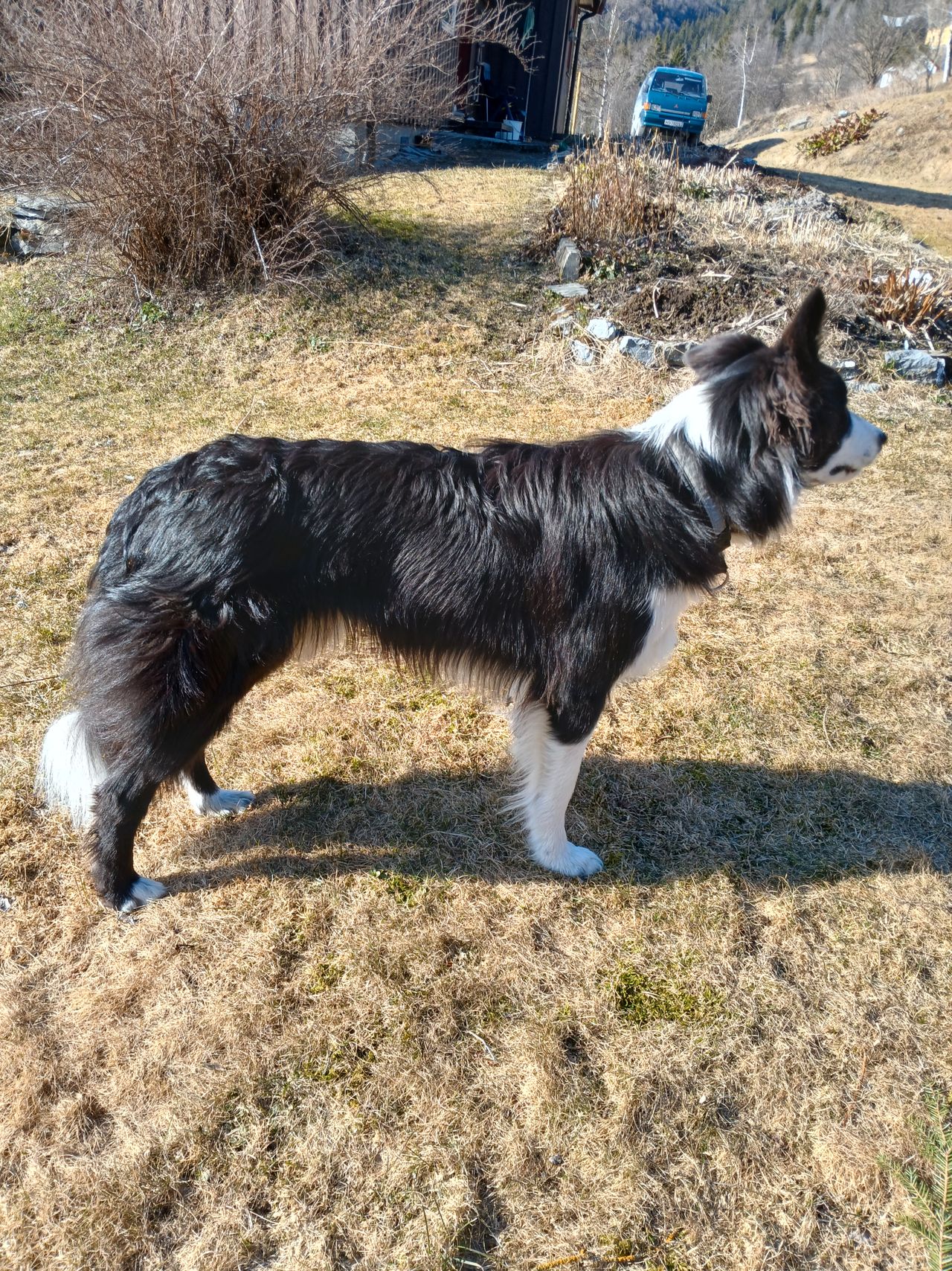 Border collie