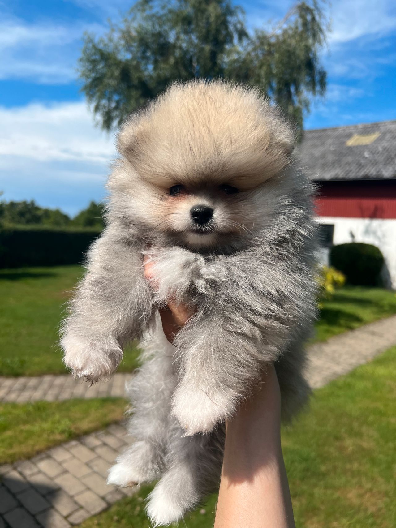Pomeranian