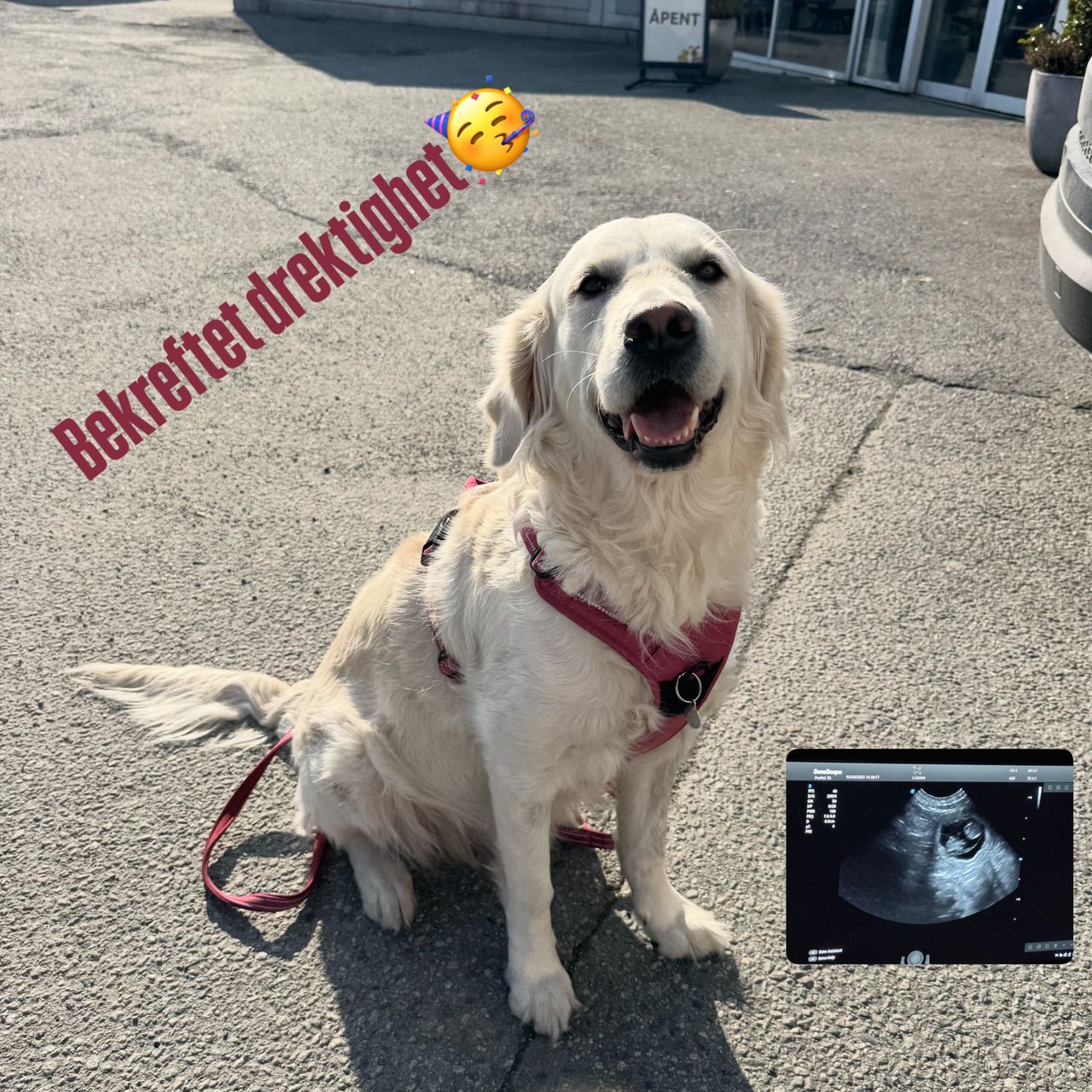Golden retriever