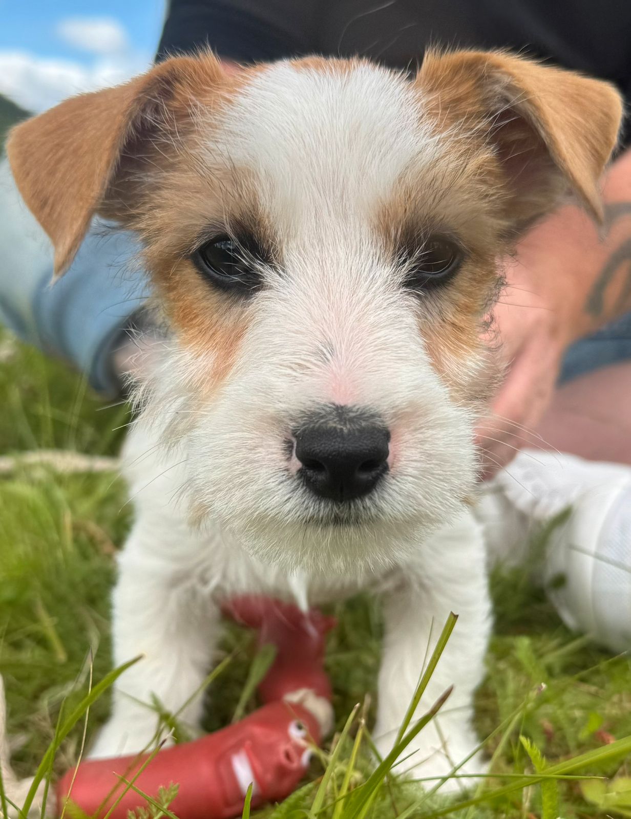 Jack russell terrier