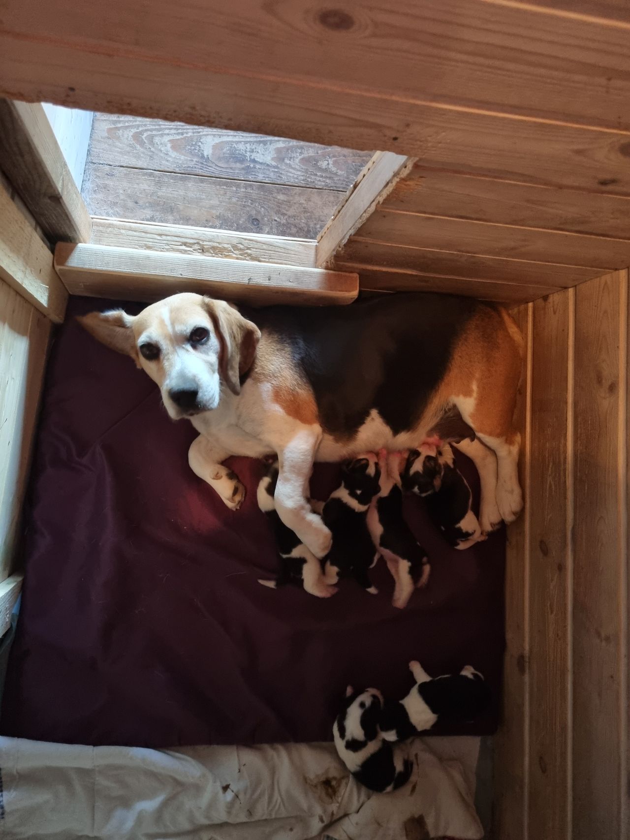 Beagle