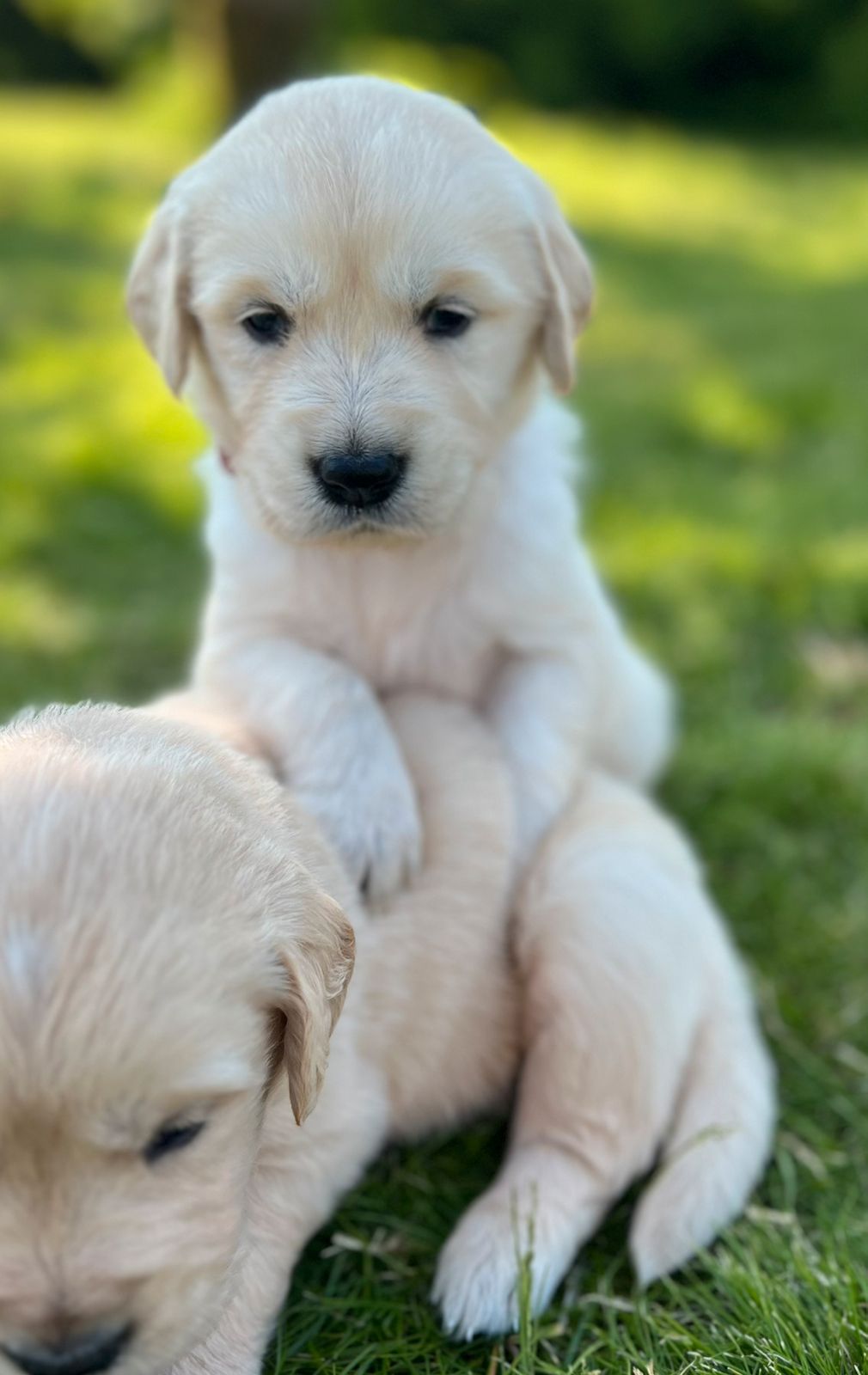 Golden retriever