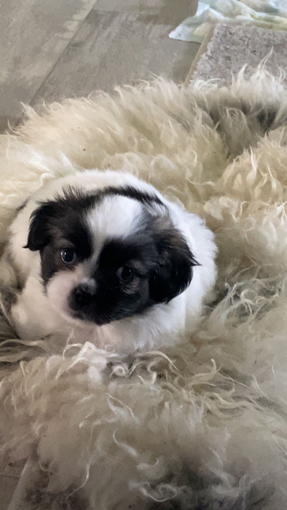 Tibetansk spaniel