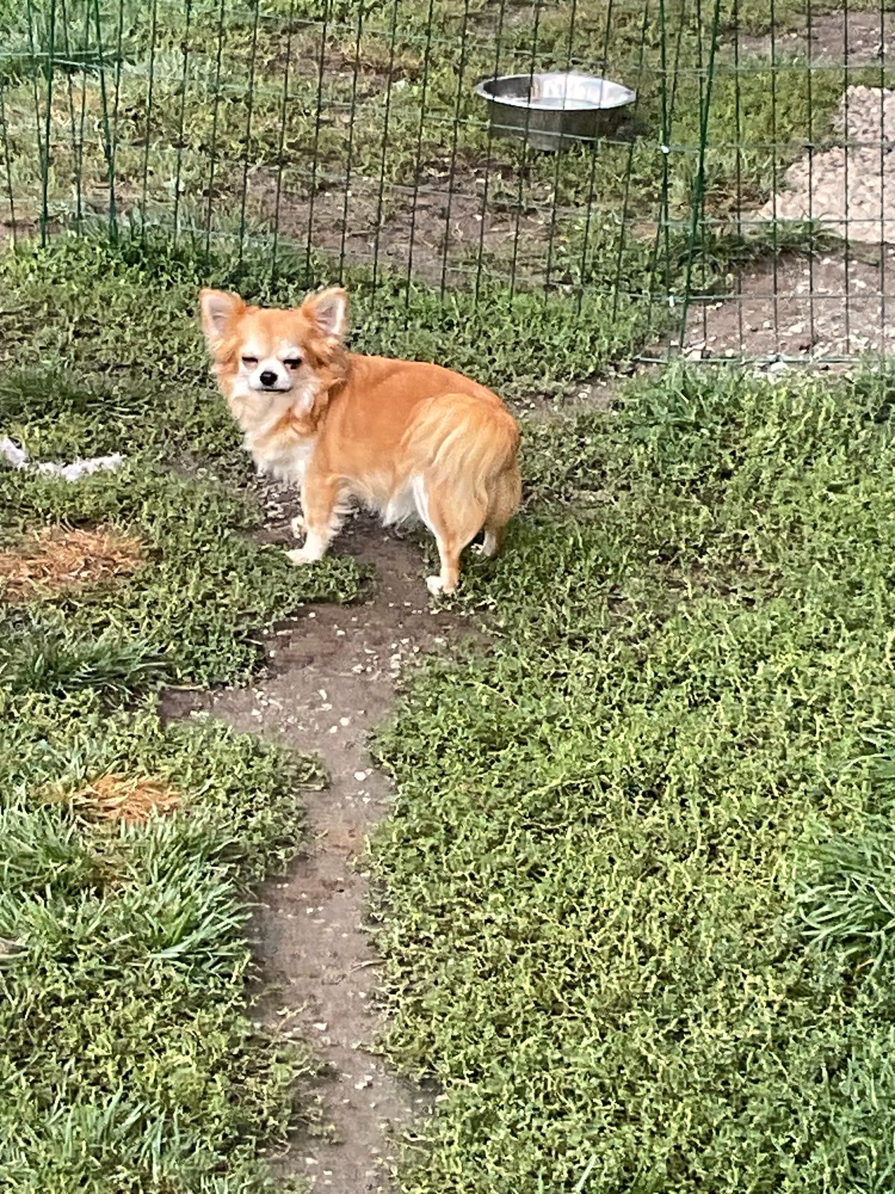 Chihuahua langhåret