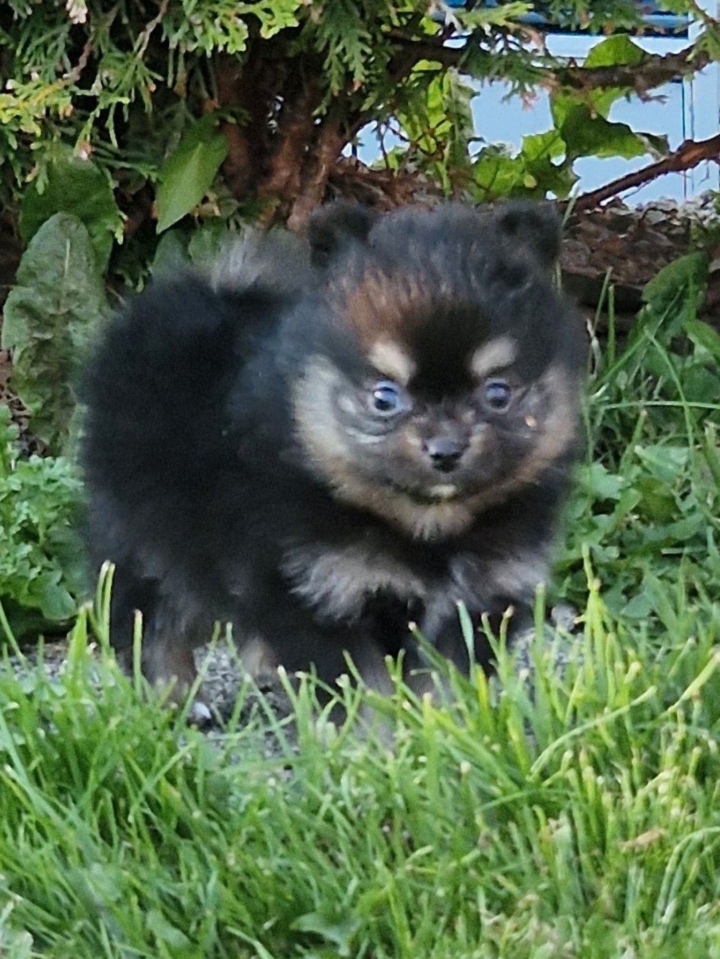Pomeranian
