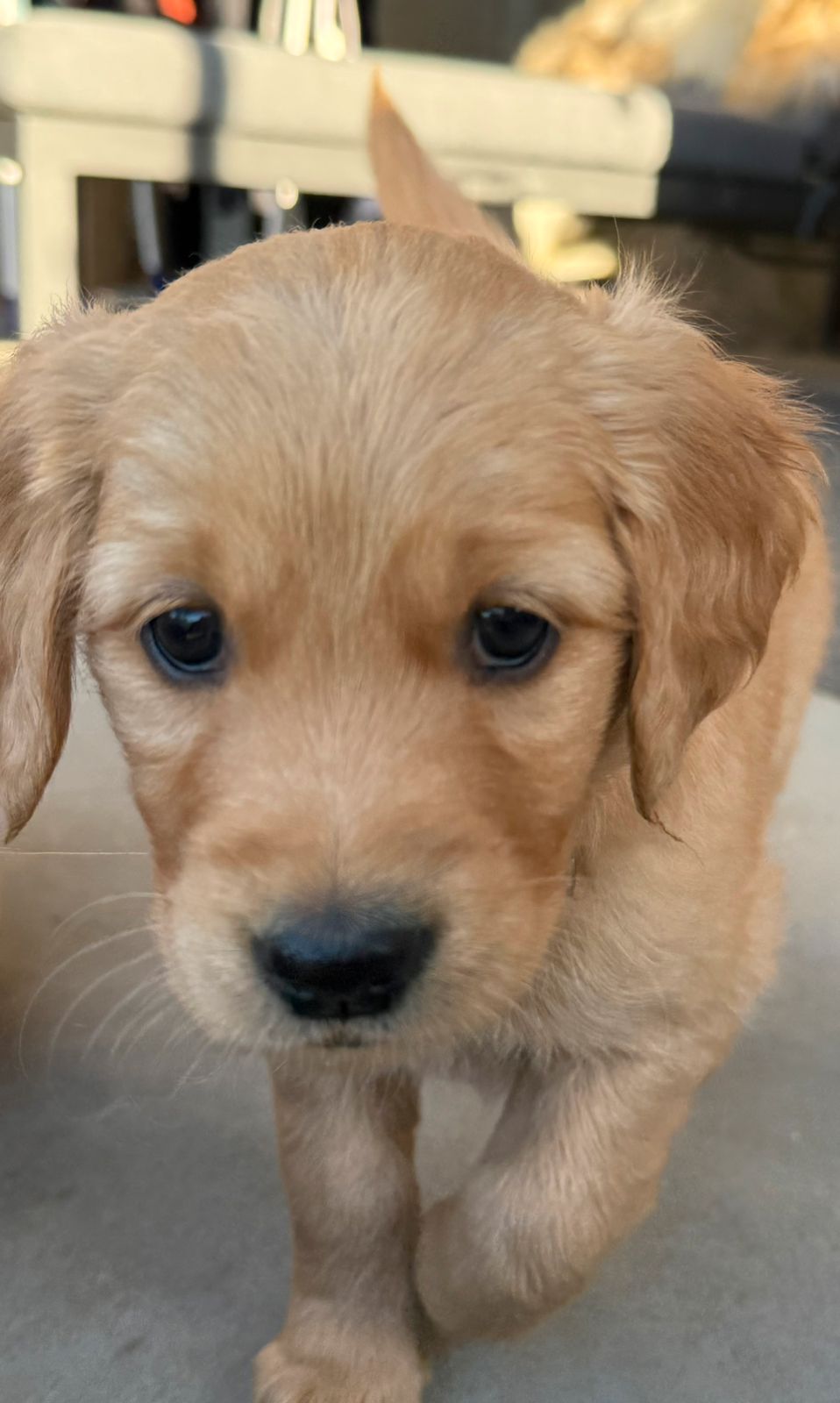 Golden retriever