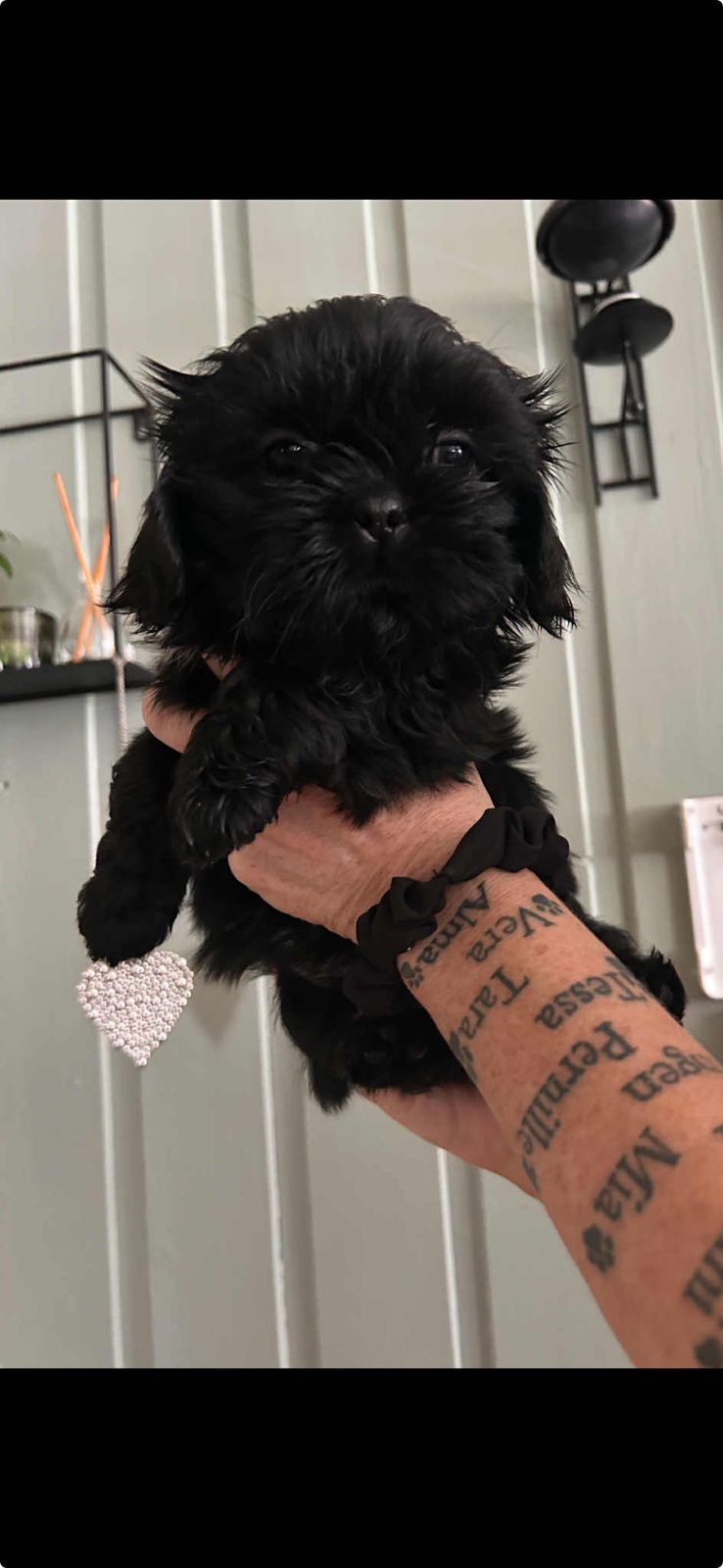 Shih tzu