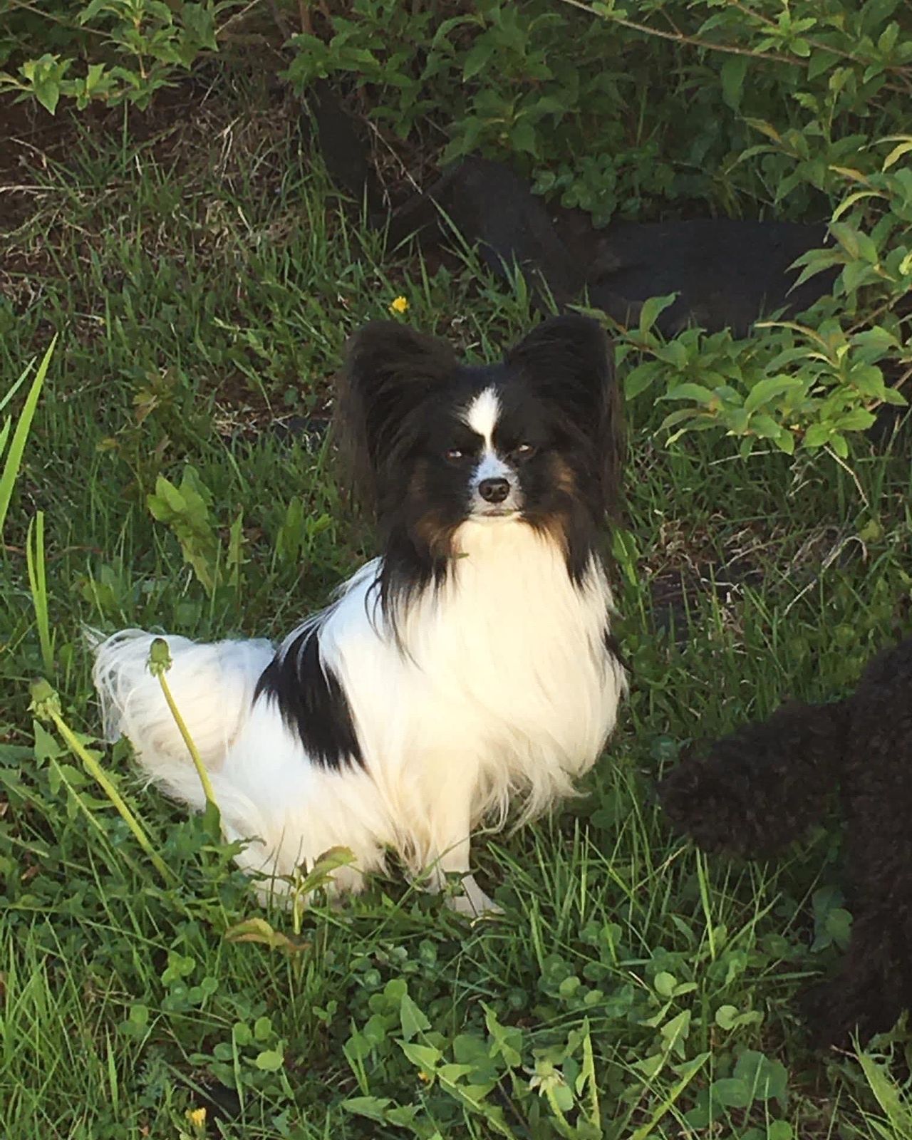 Papillon