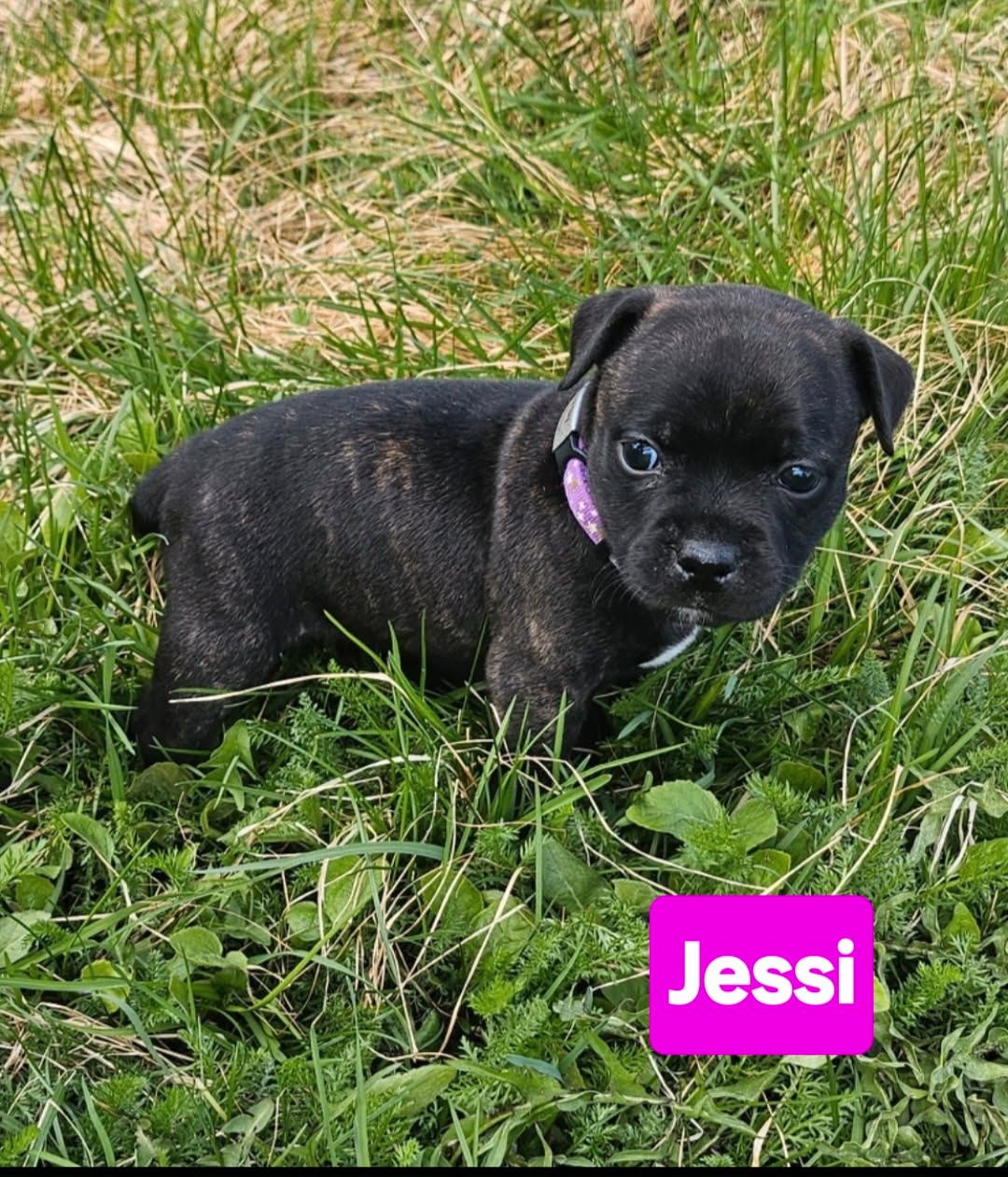 Staffordshire bull terrier