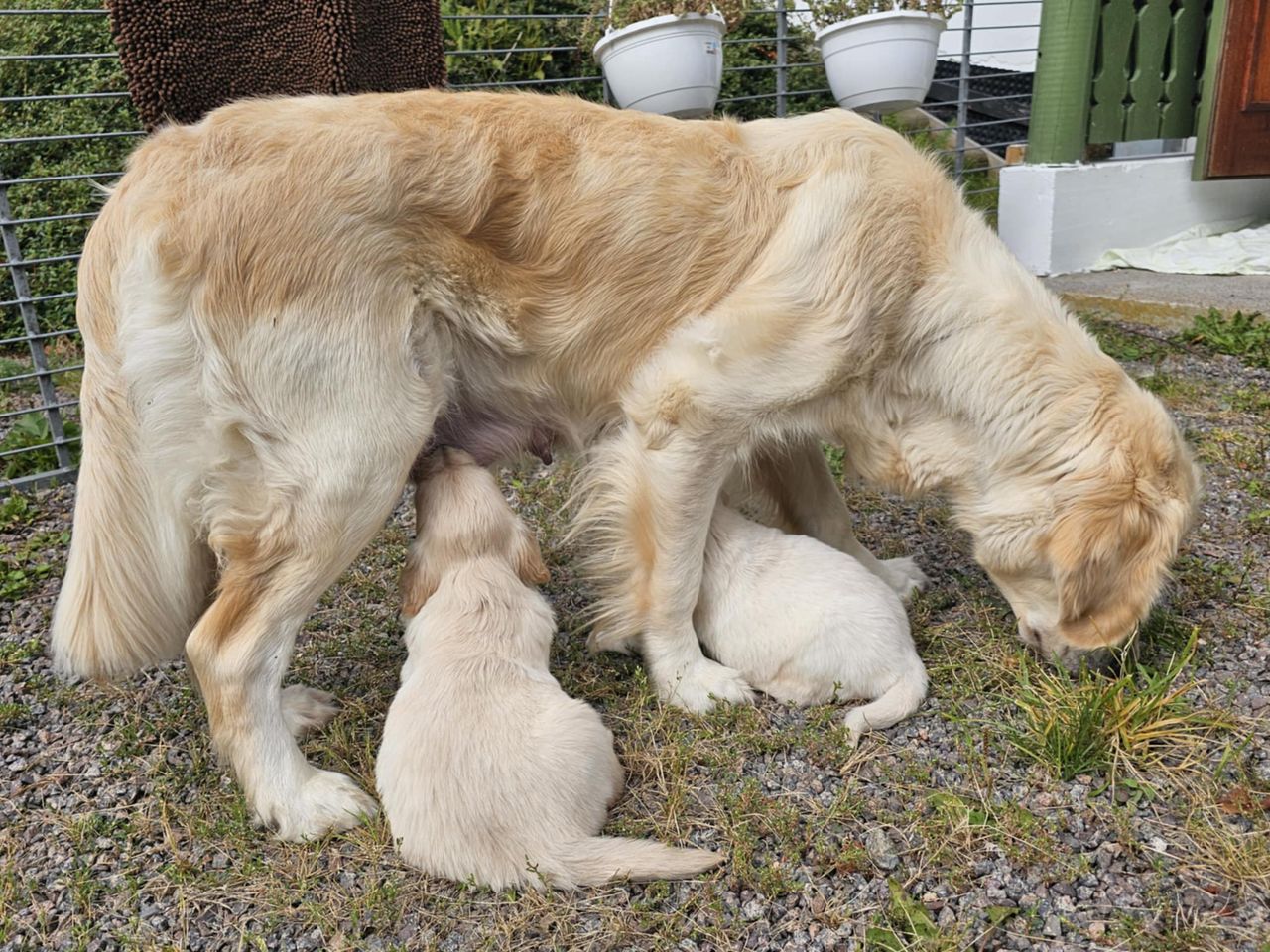 Golden retriever