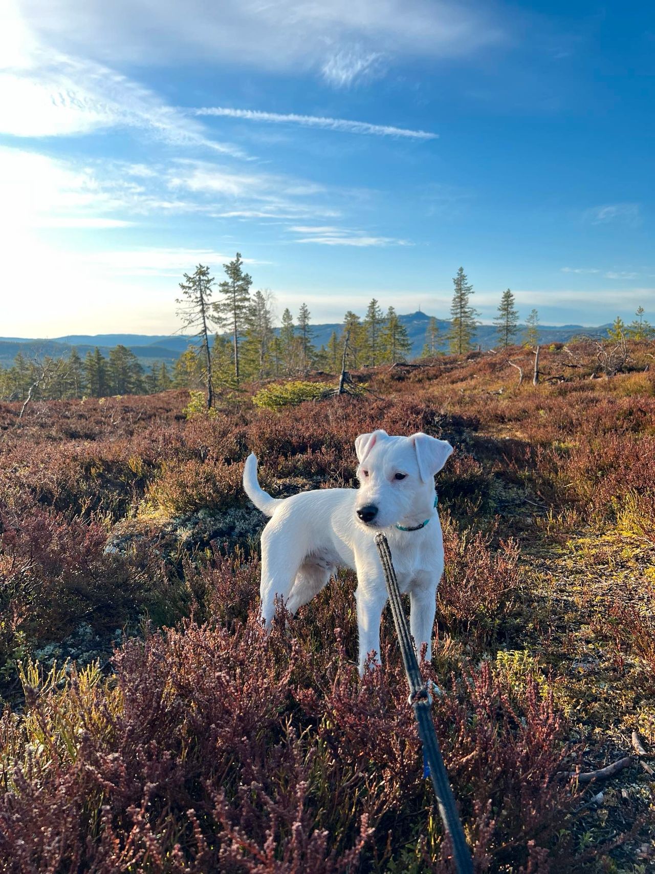 Parson russell terrier