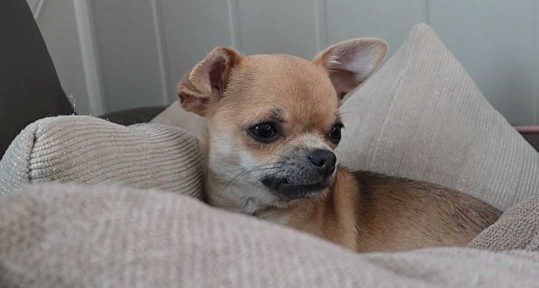 Chihuahua korthåret