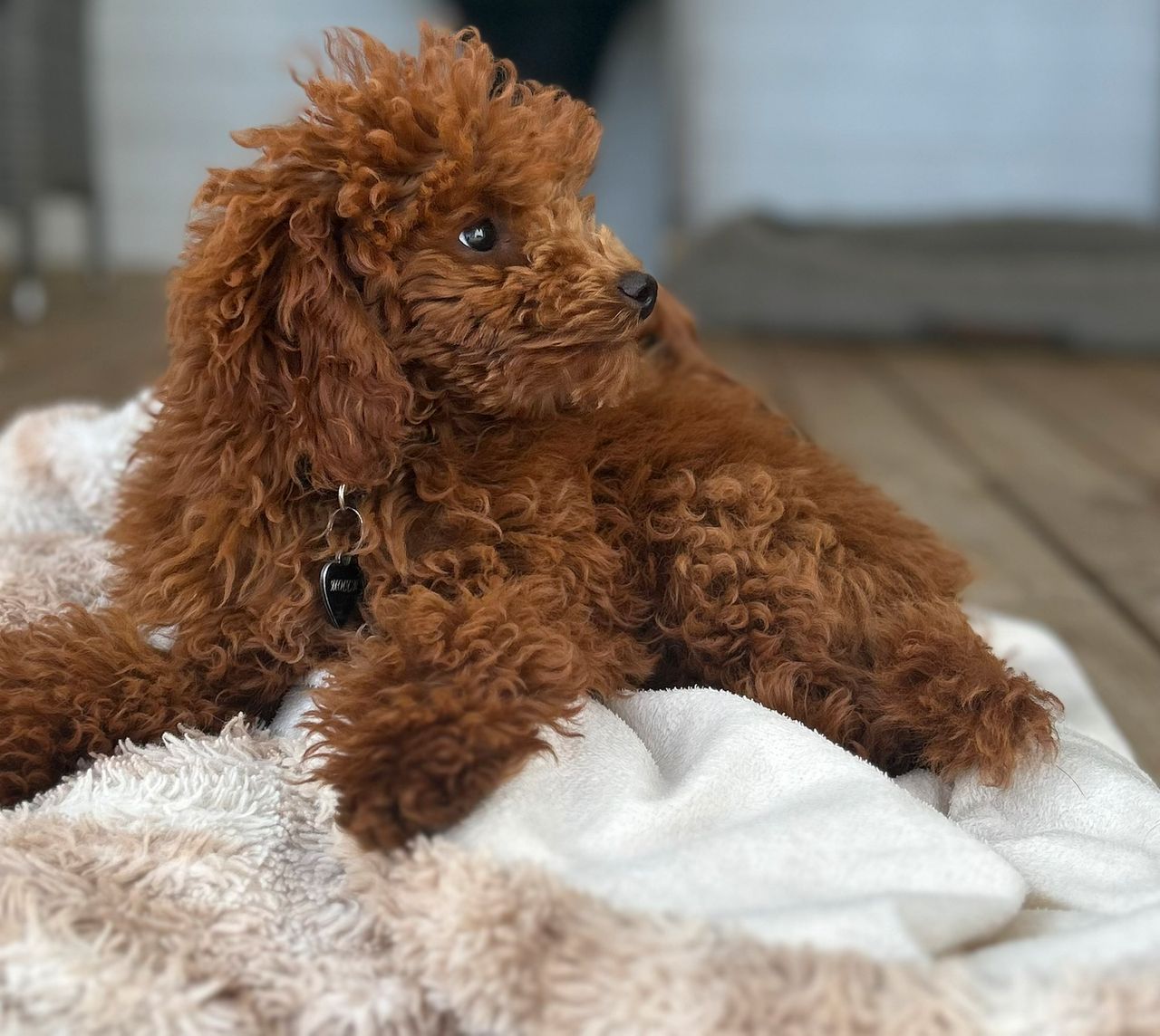 Toy puddel