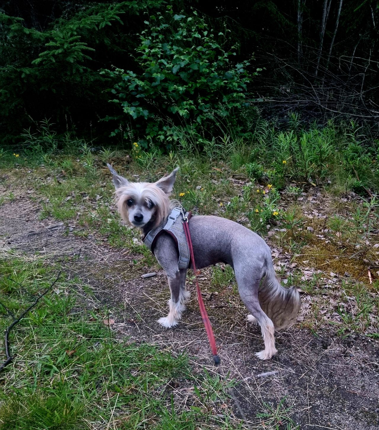 Chinese crested