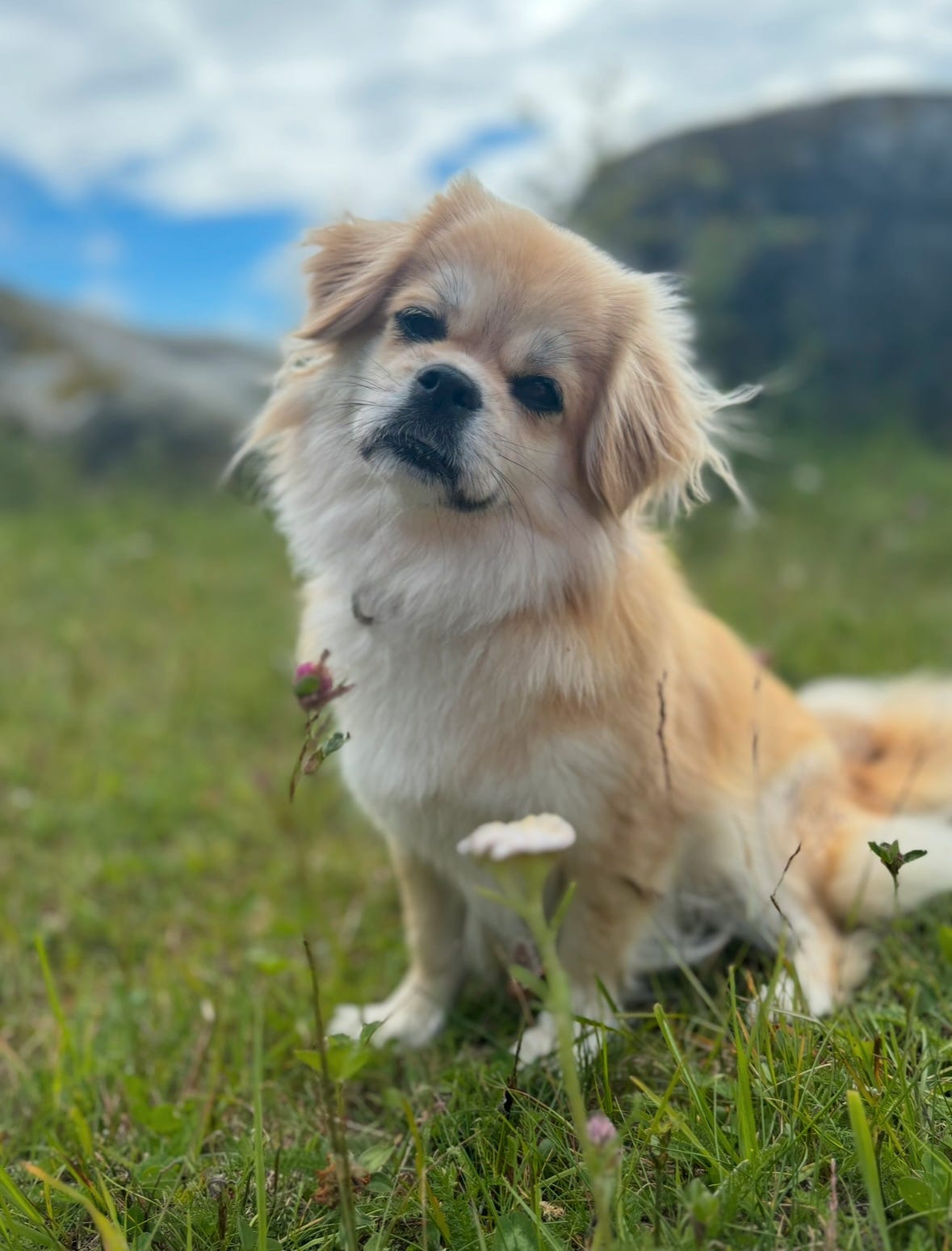 Tibetansk spaniel