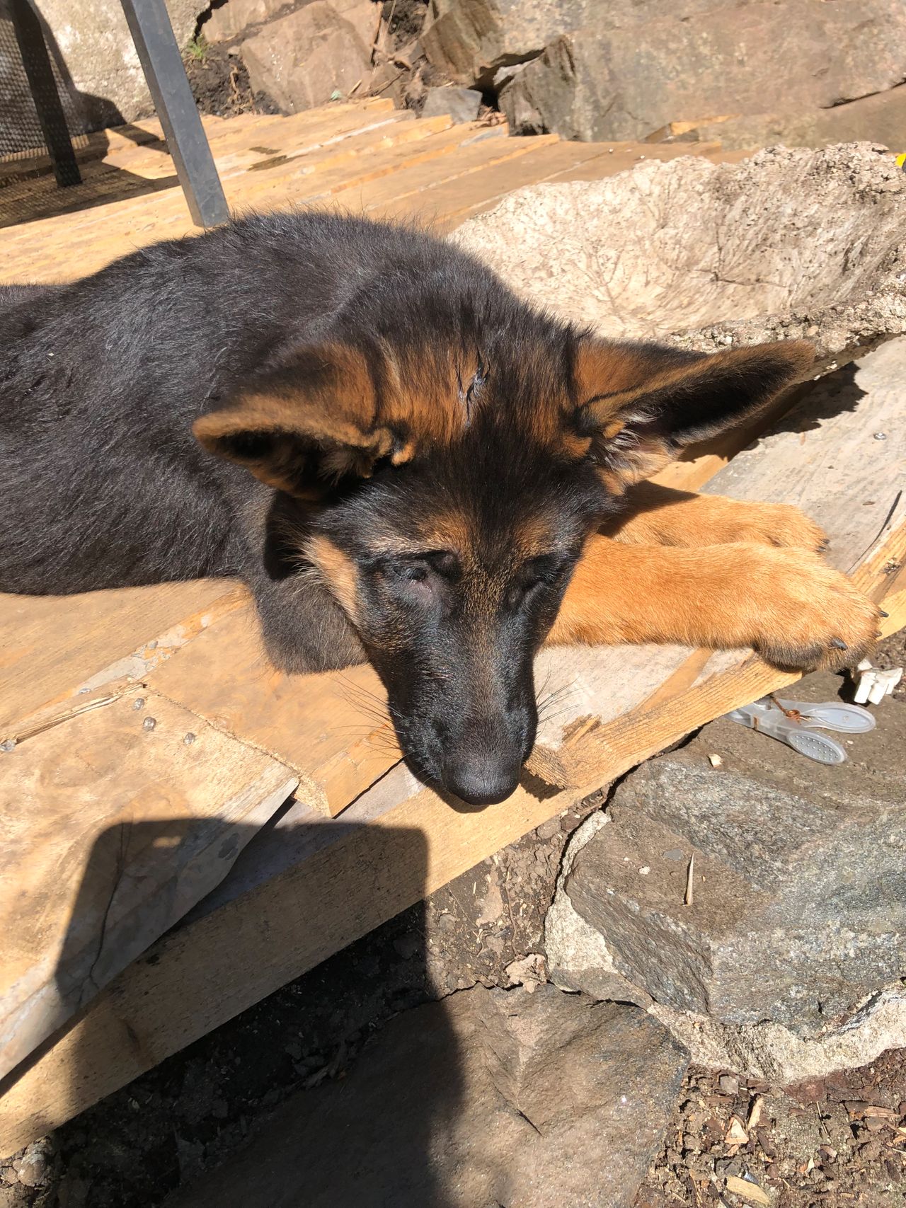 Schäferhund normalhår