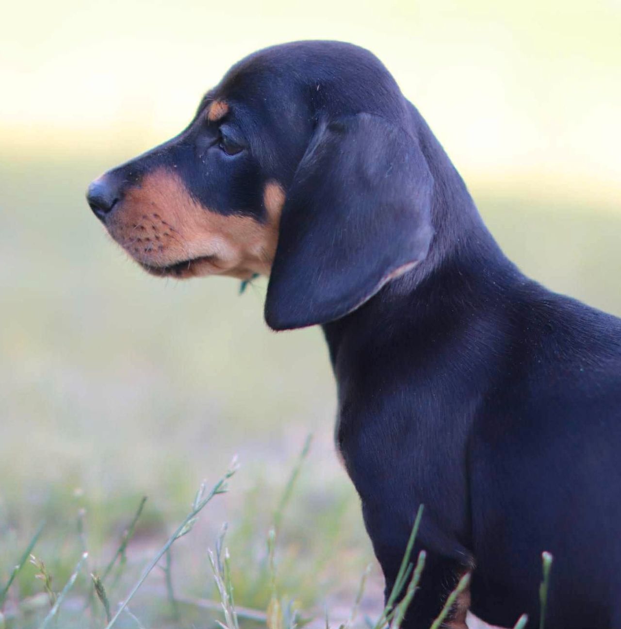 Dachshund korthåret