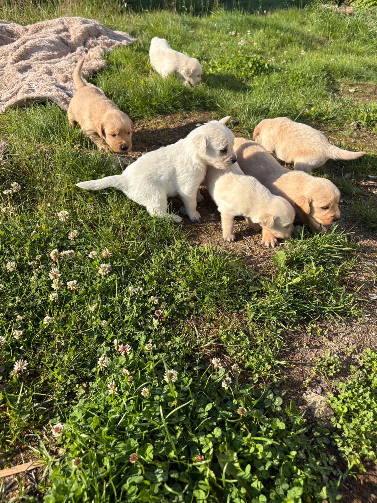 Golden retriever