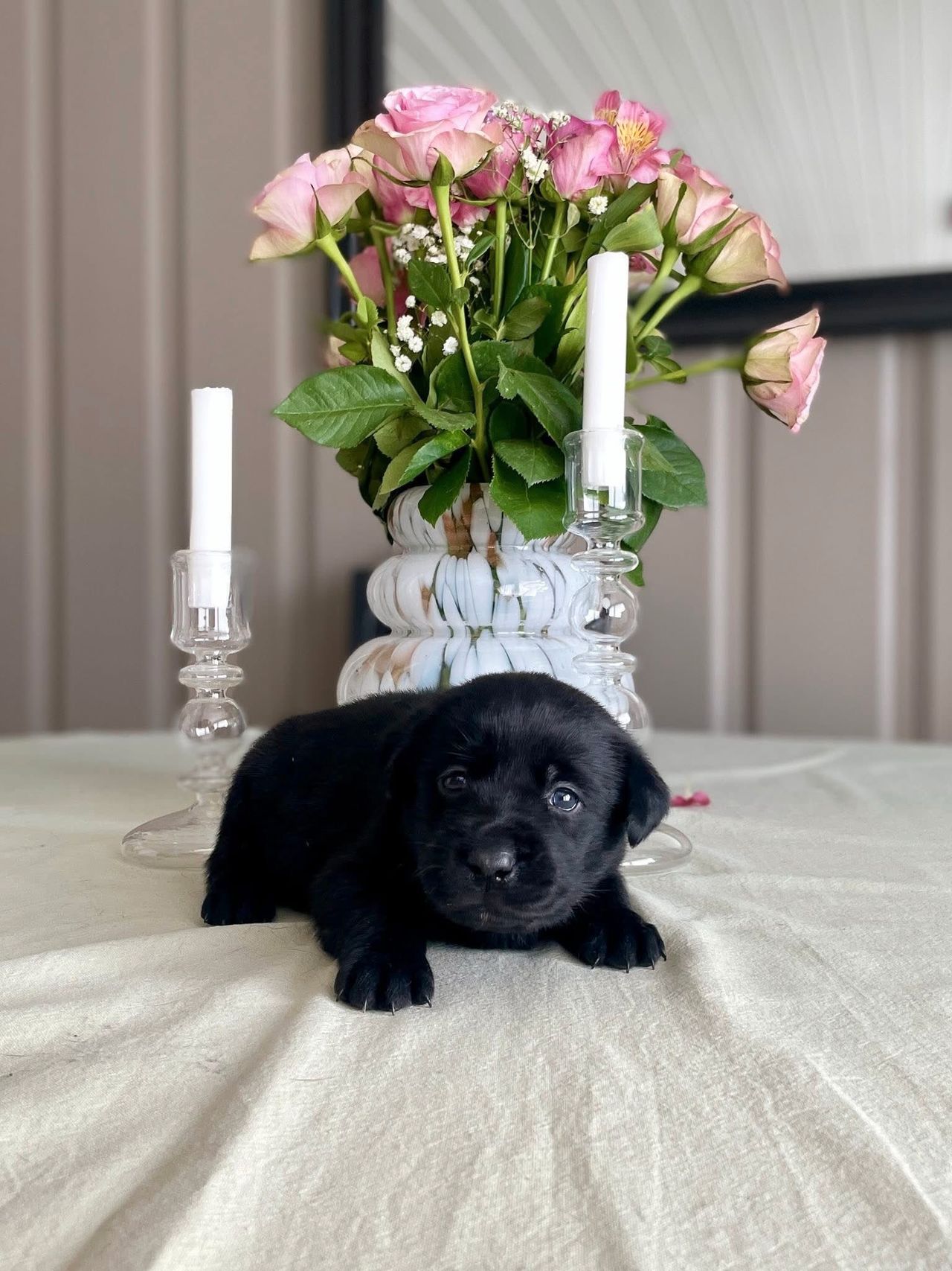 Labrador retriever