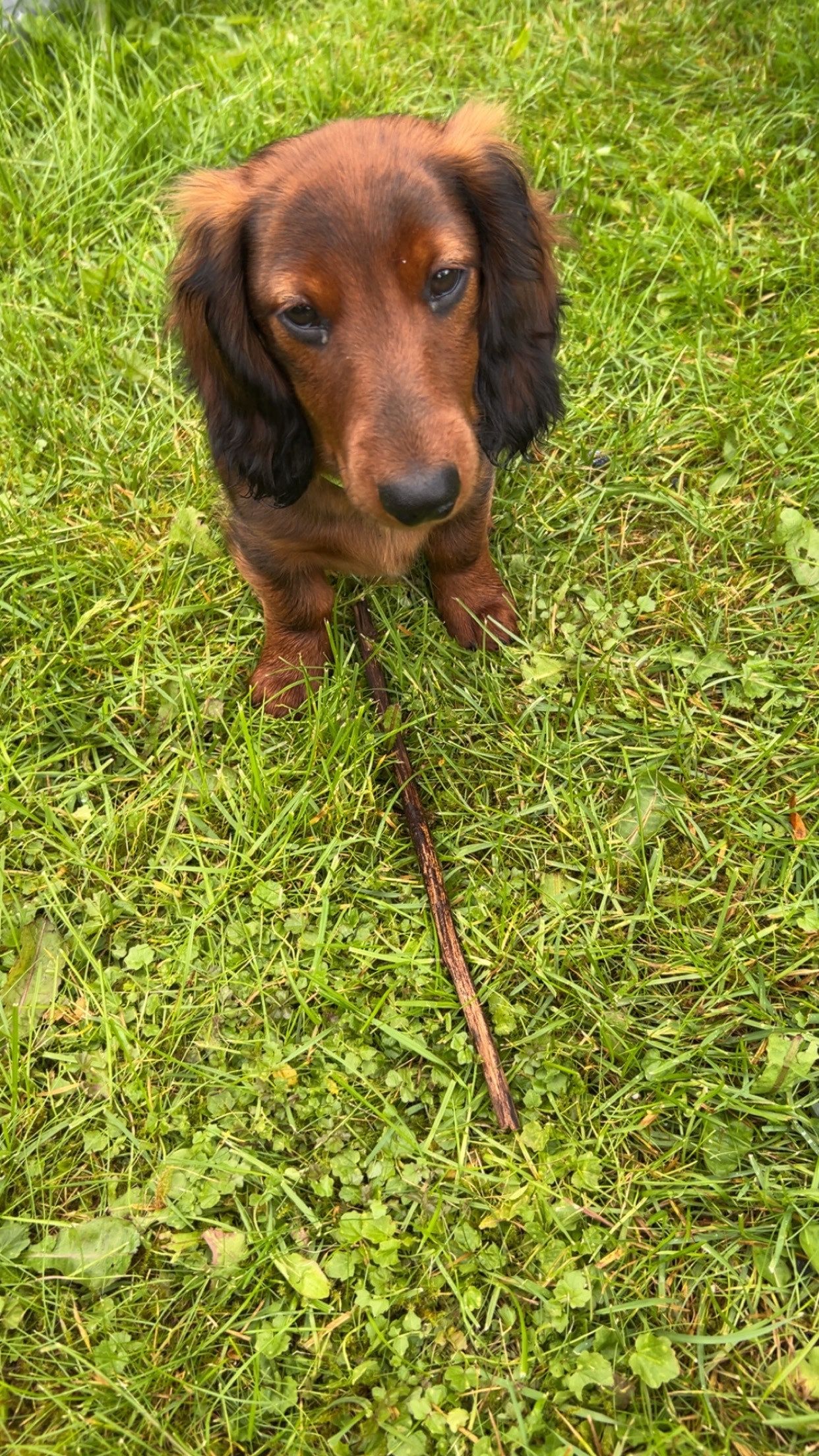 Dachshund langhåret