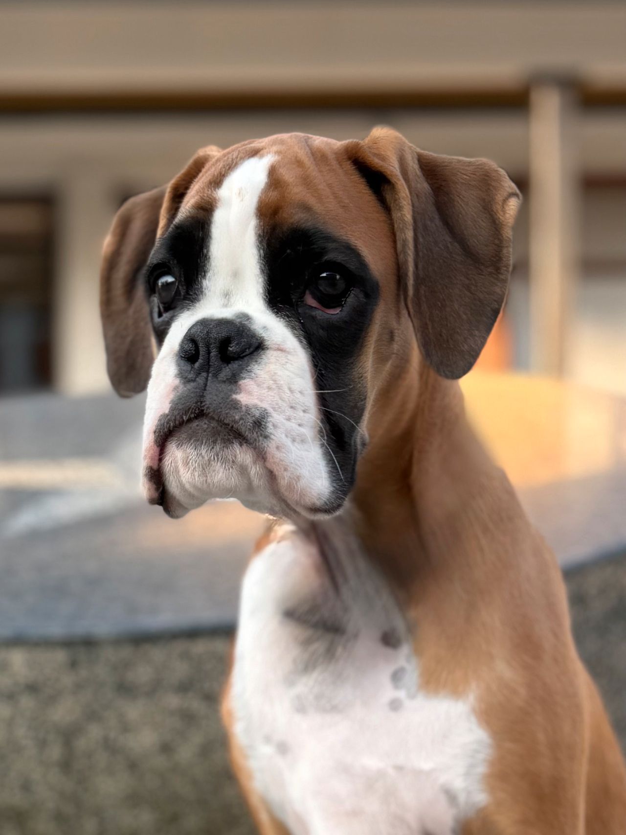 Boxer