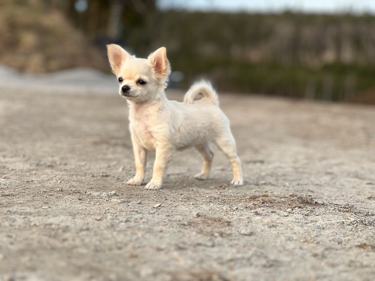 Chihuahua langhåret