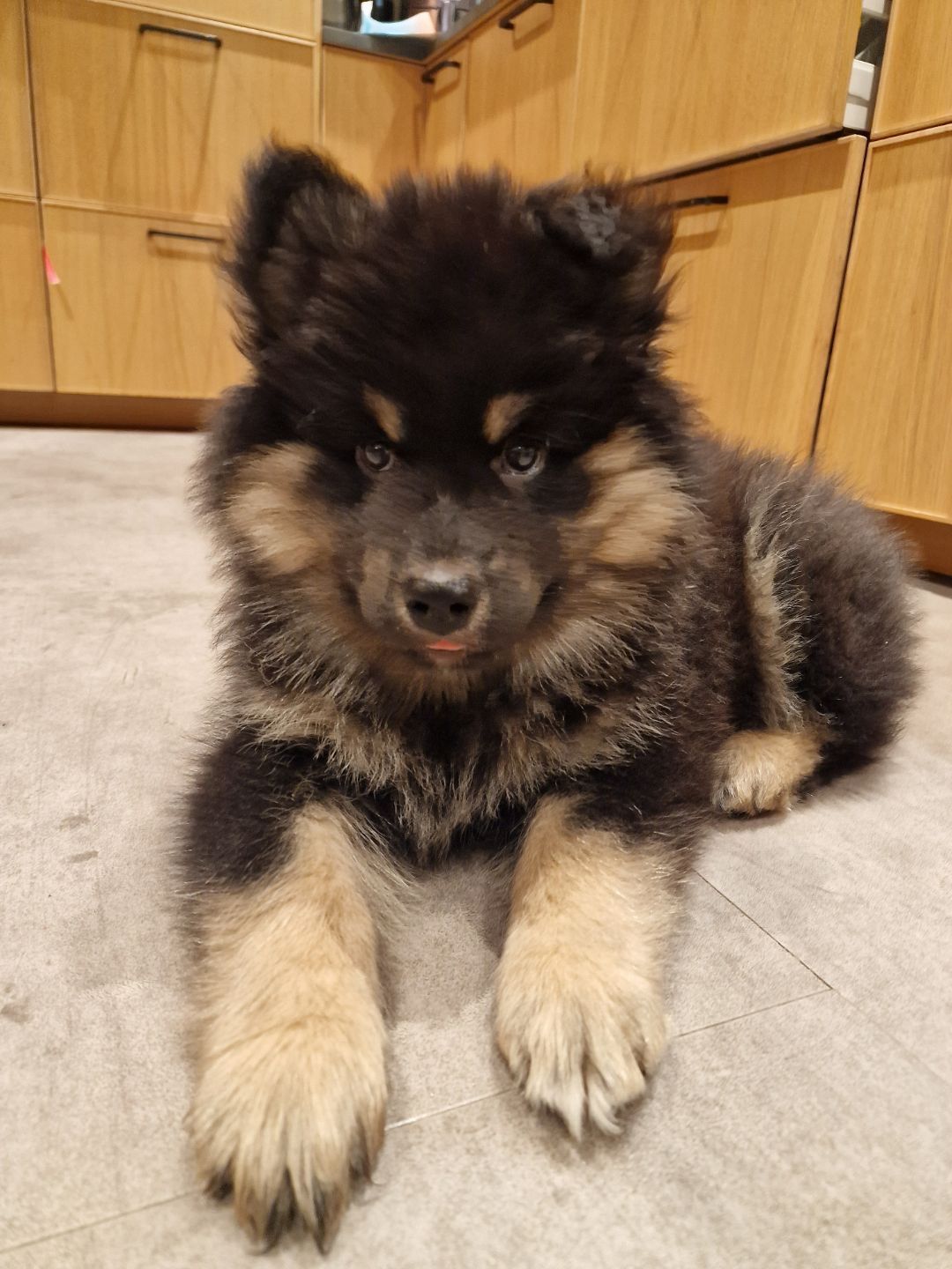 Finsk lapphund