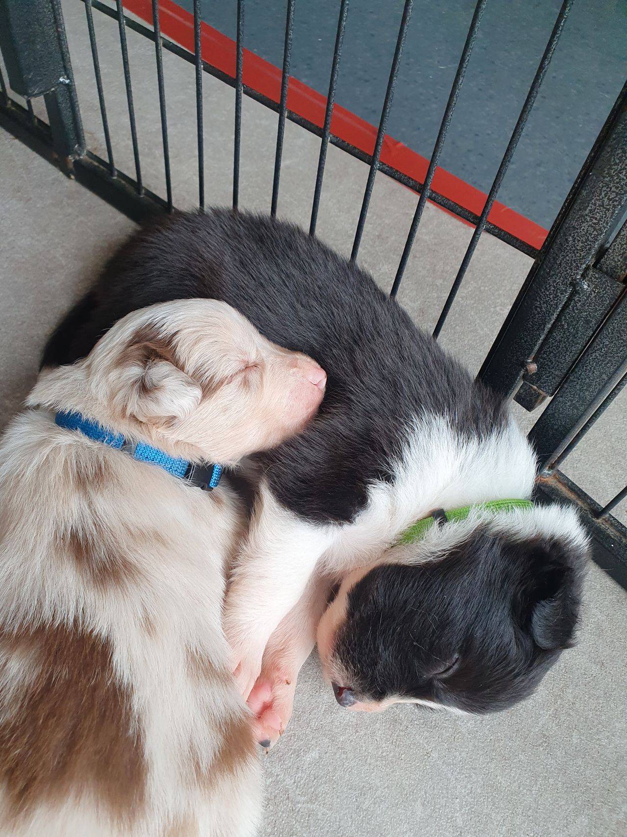 Border collie