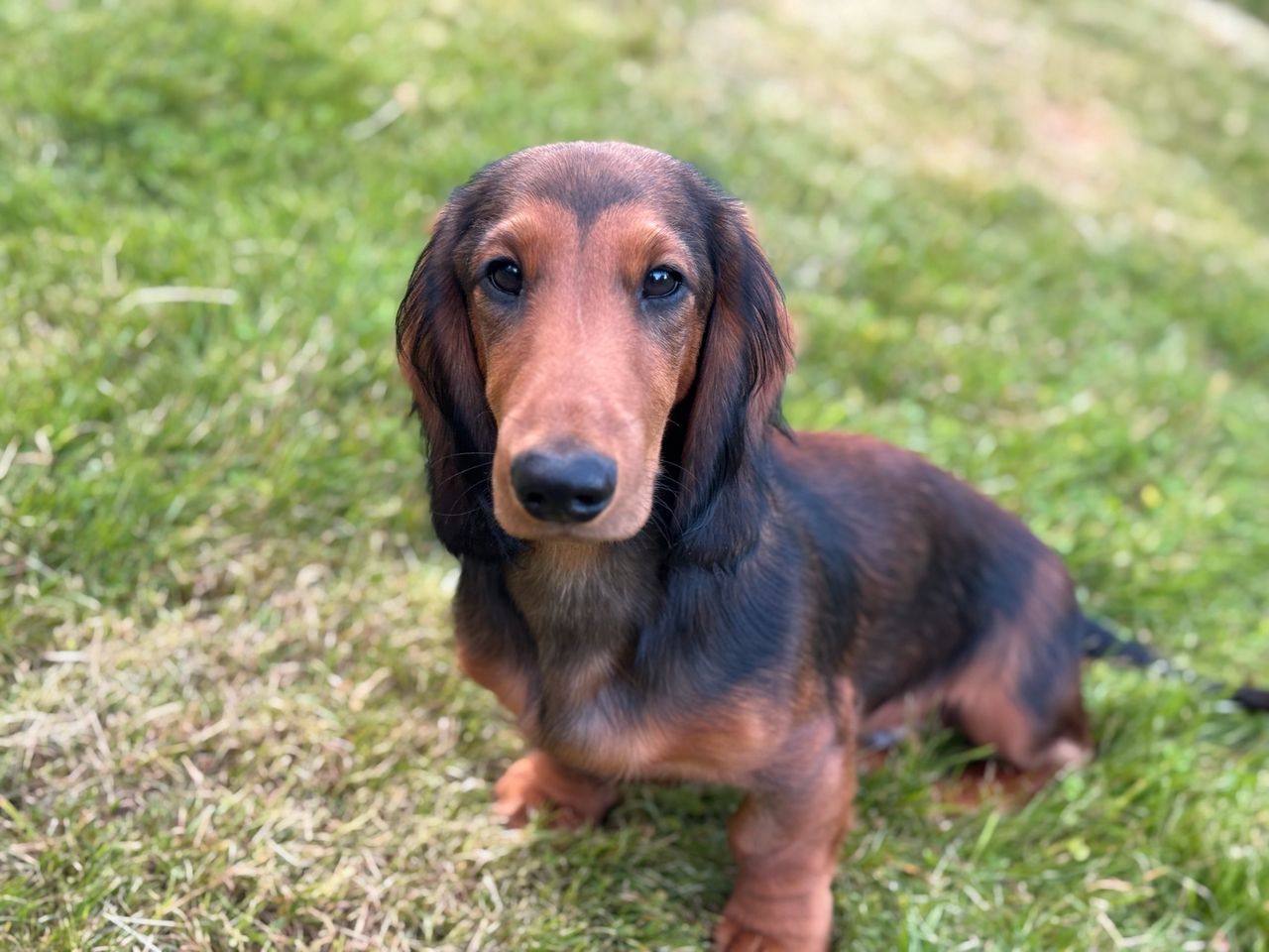 Dachshund langhåret