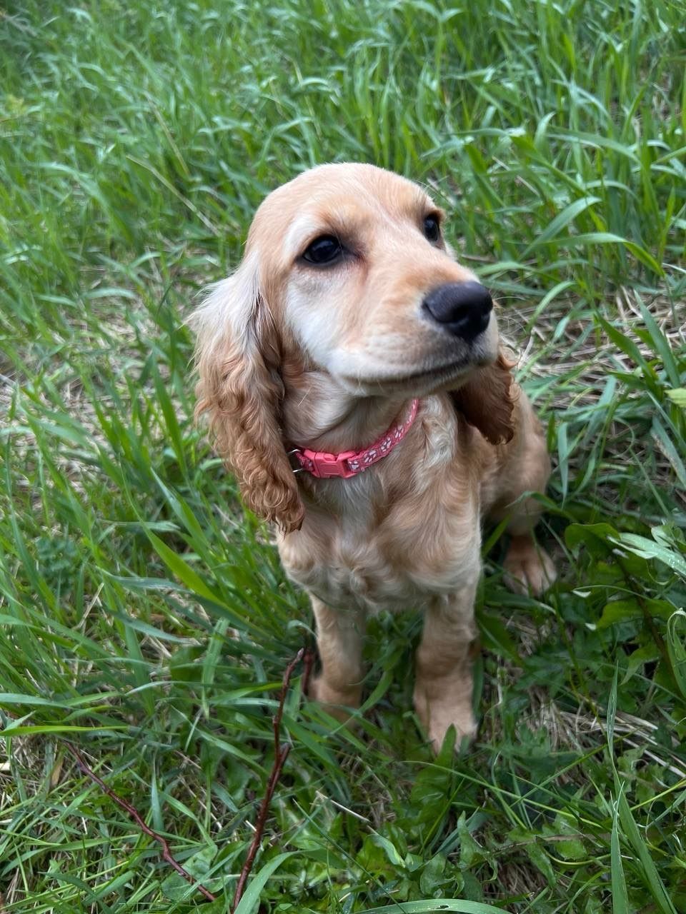Cocker spaniel