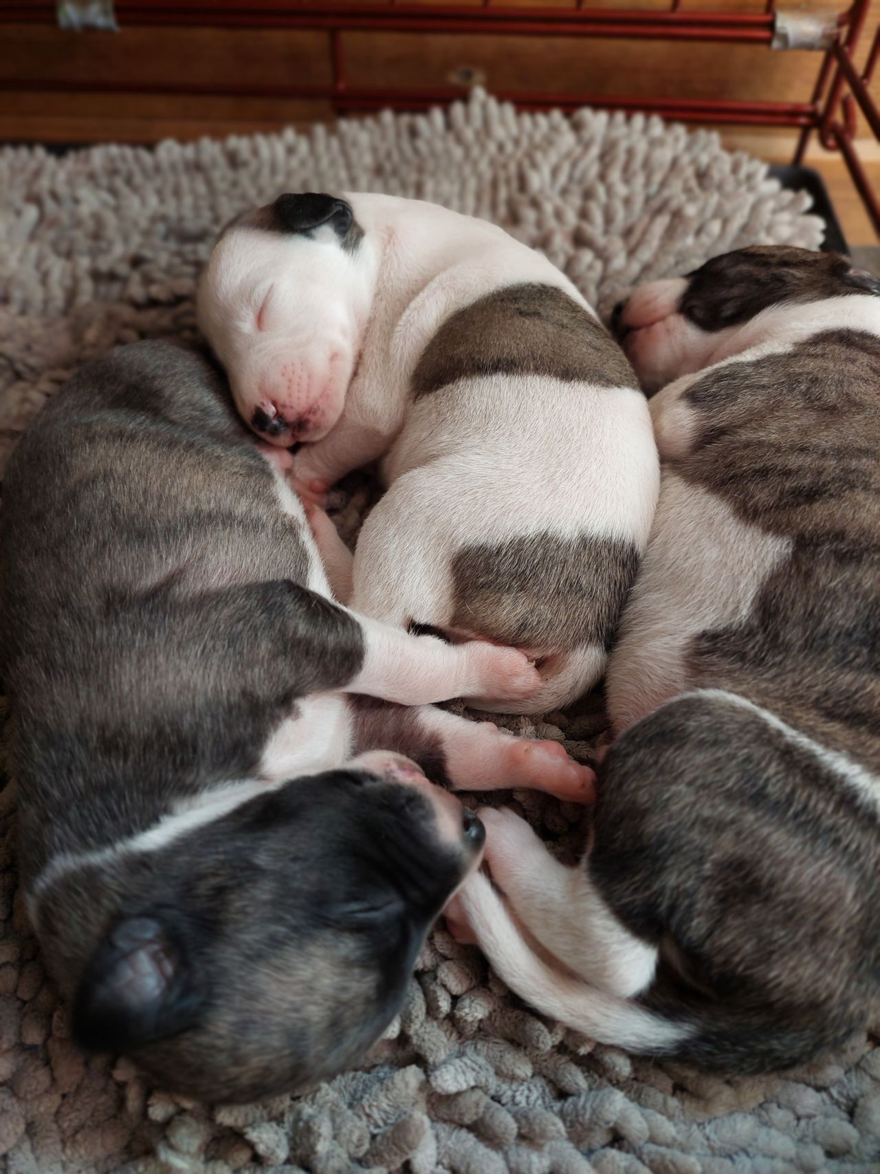 Whippet