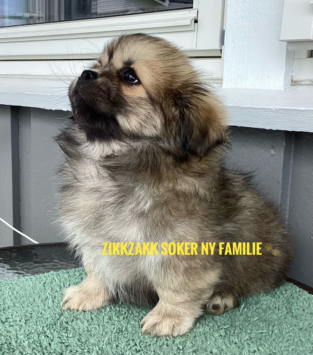 Tibetansk spaniel