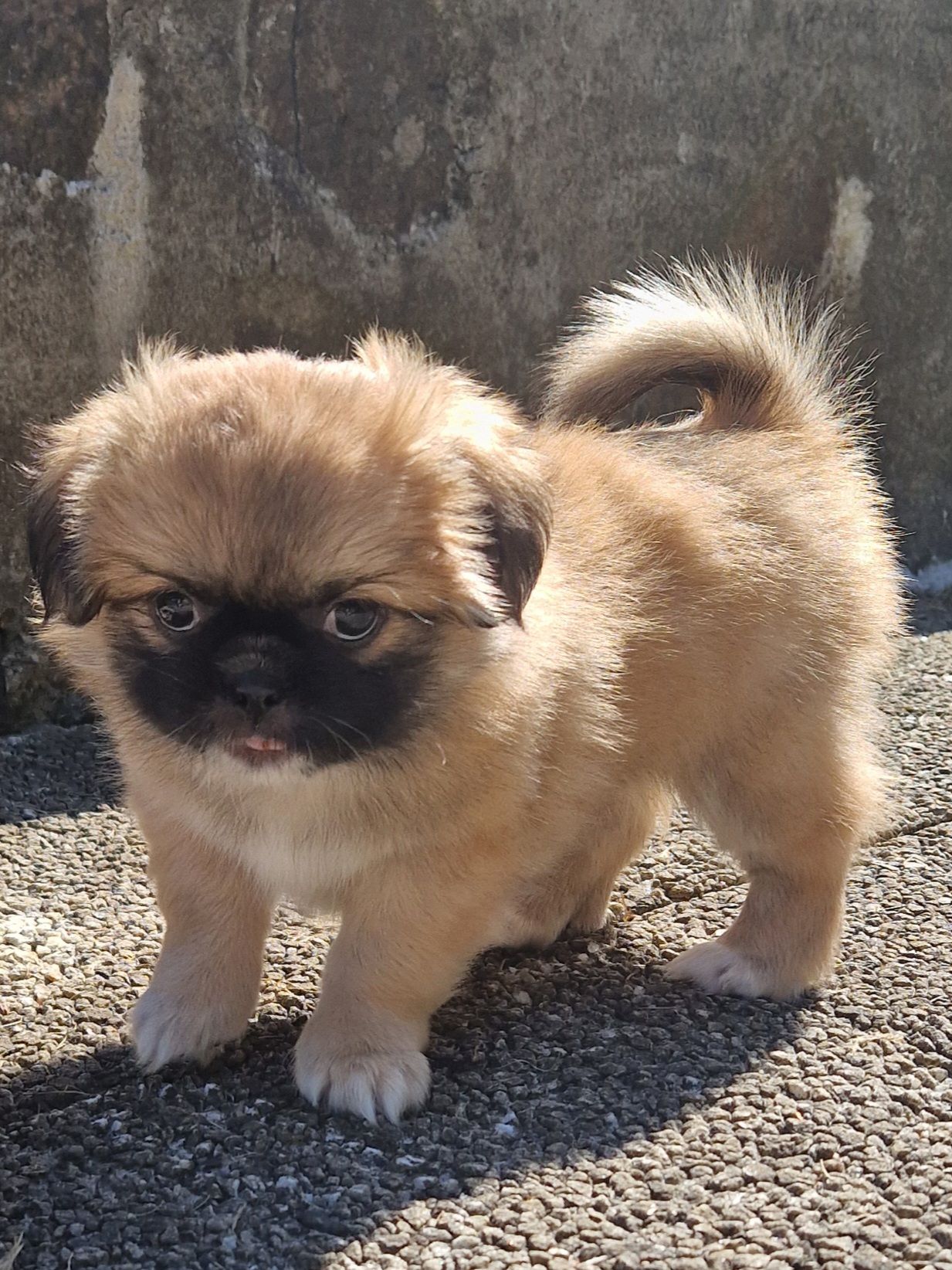 Tibetansk spaniel