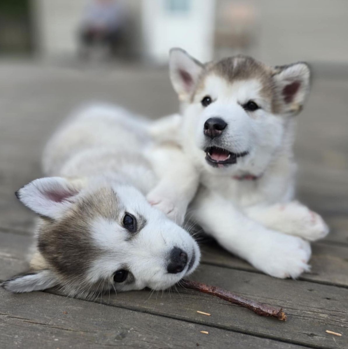 Alaskan malamute