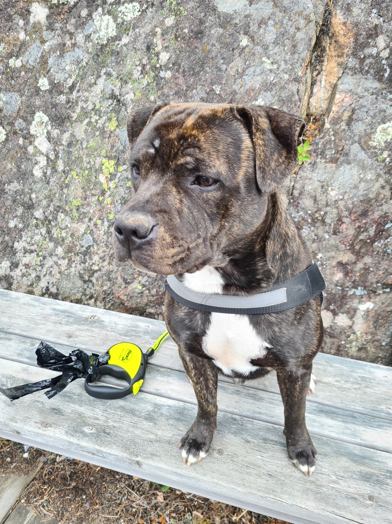 Staffordshire bull terrier