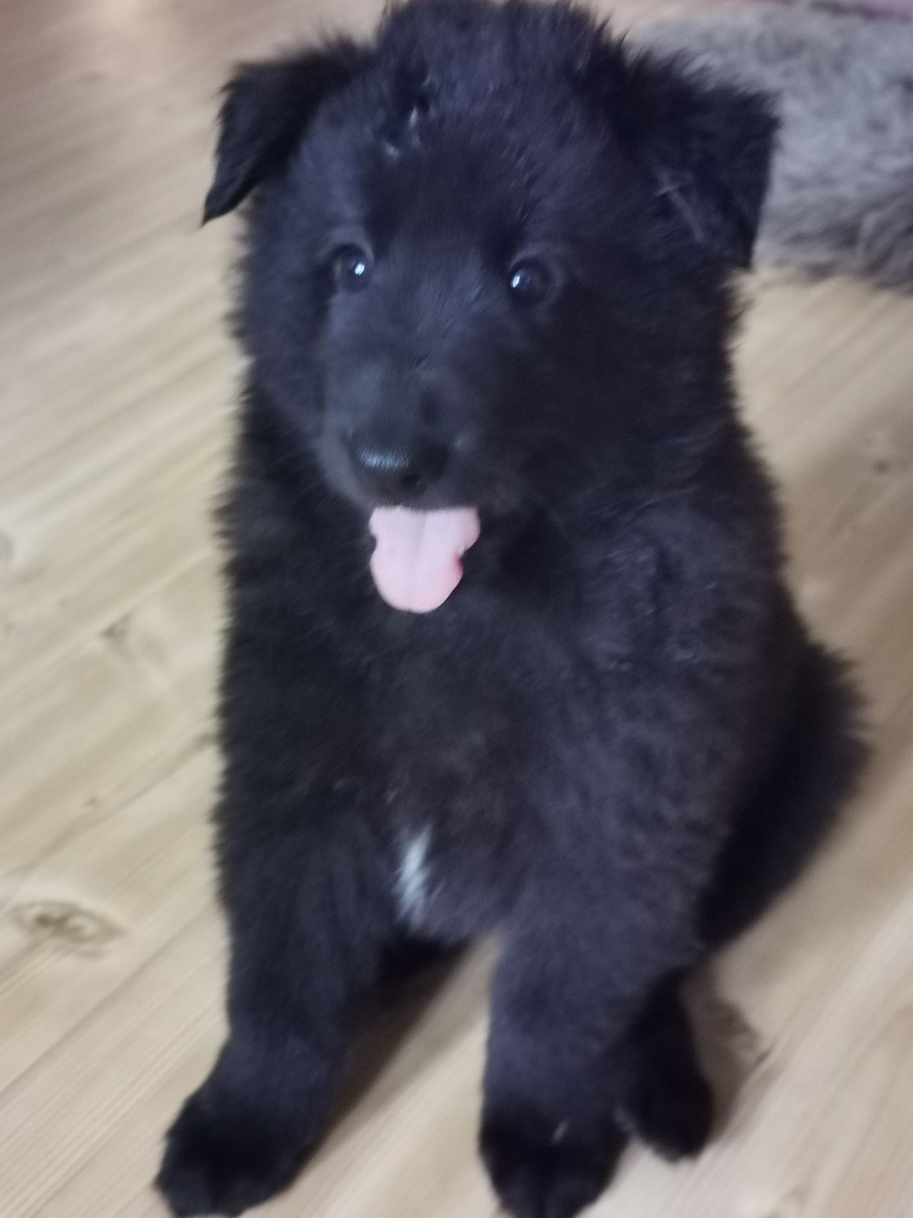 Belgisk fårehund, groenendael