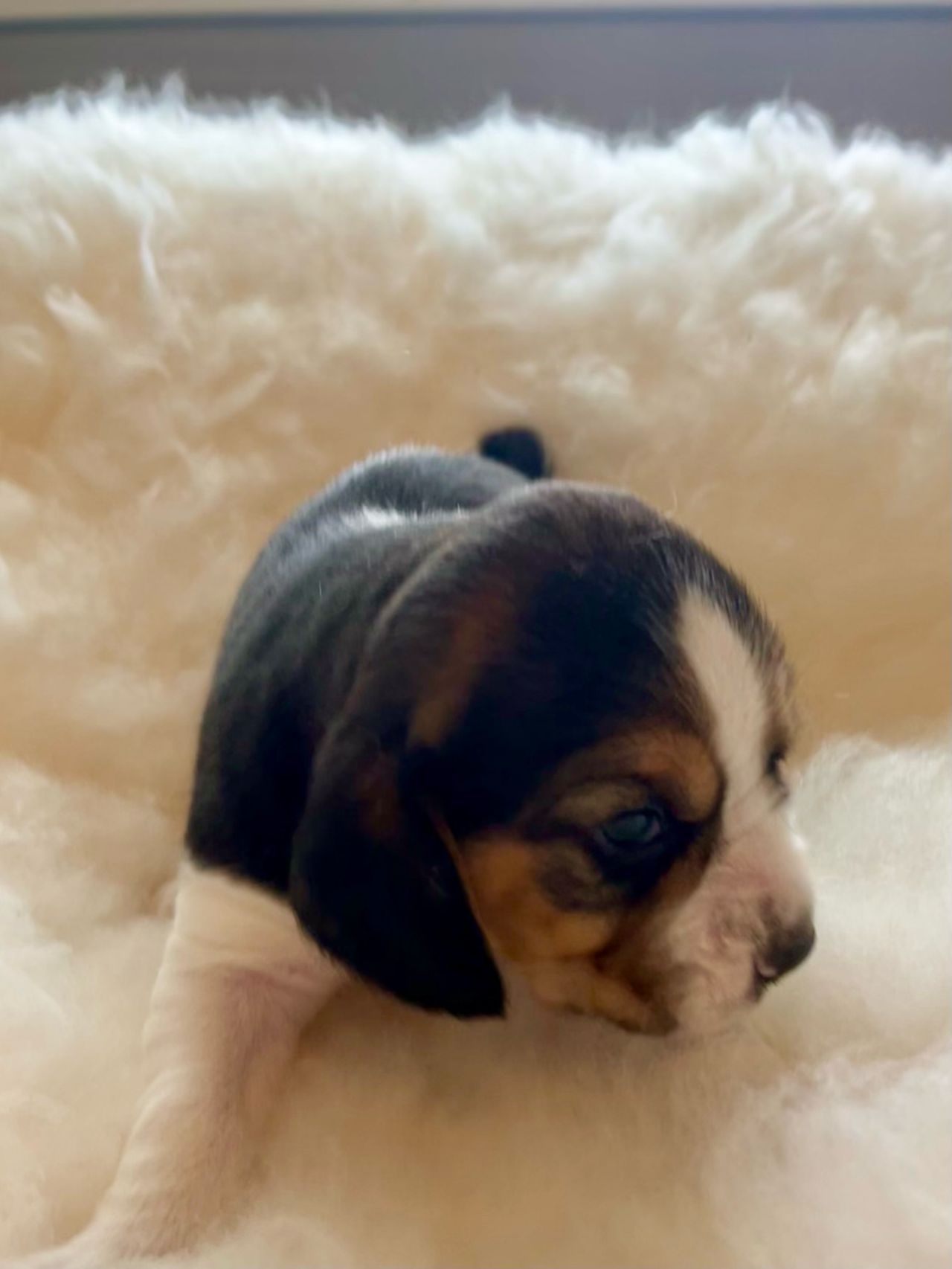 Beagle