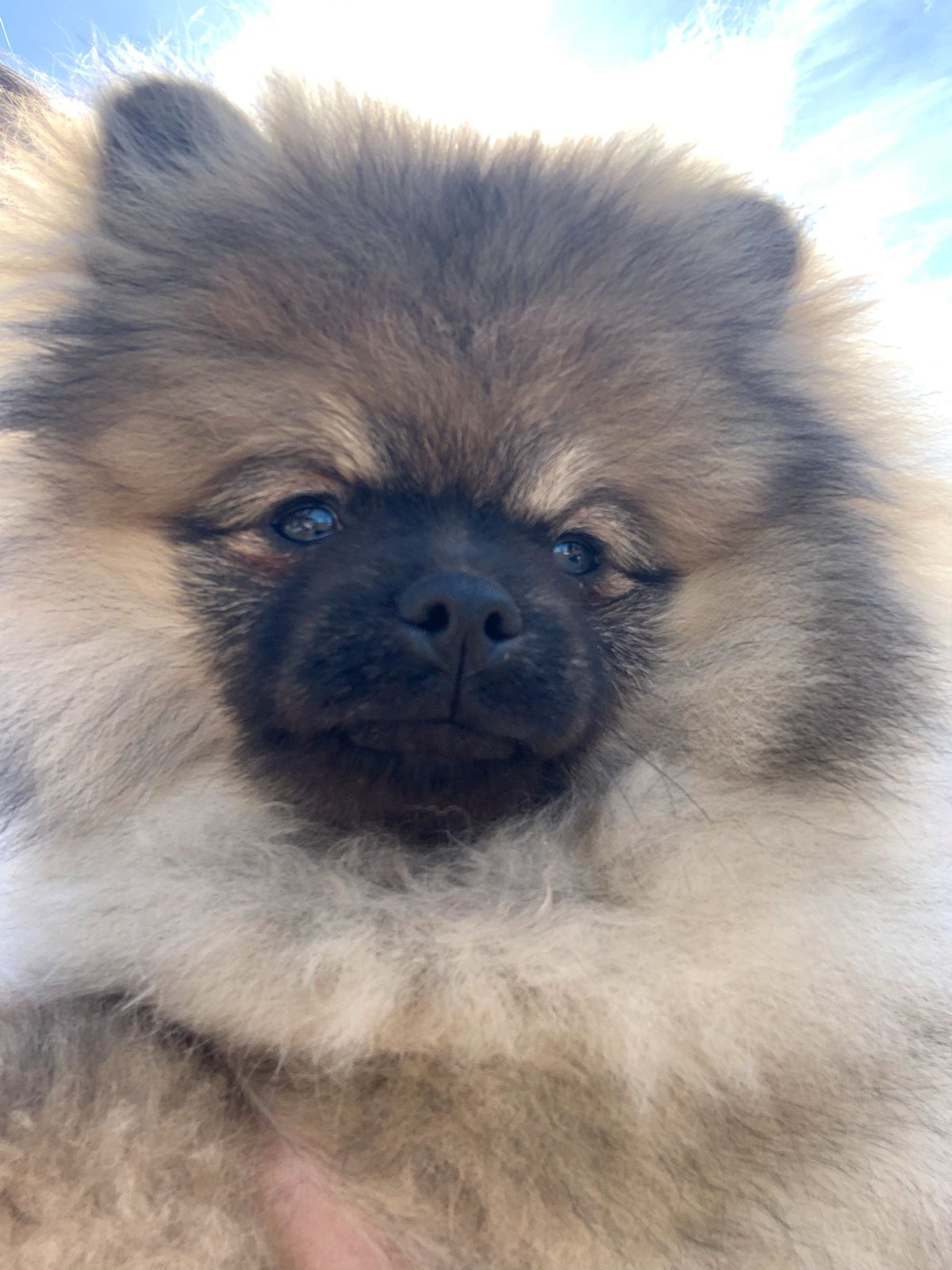 Pomeranian