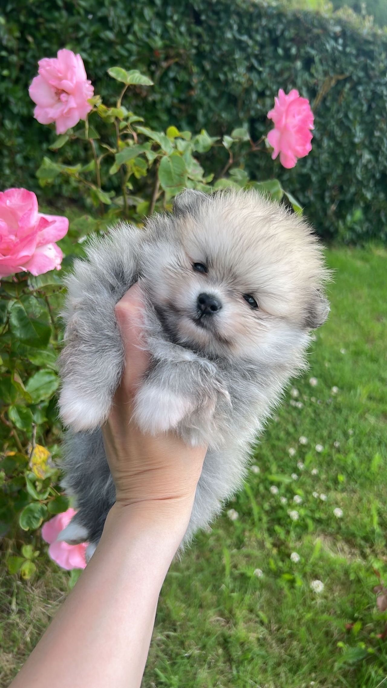 Pomeranian