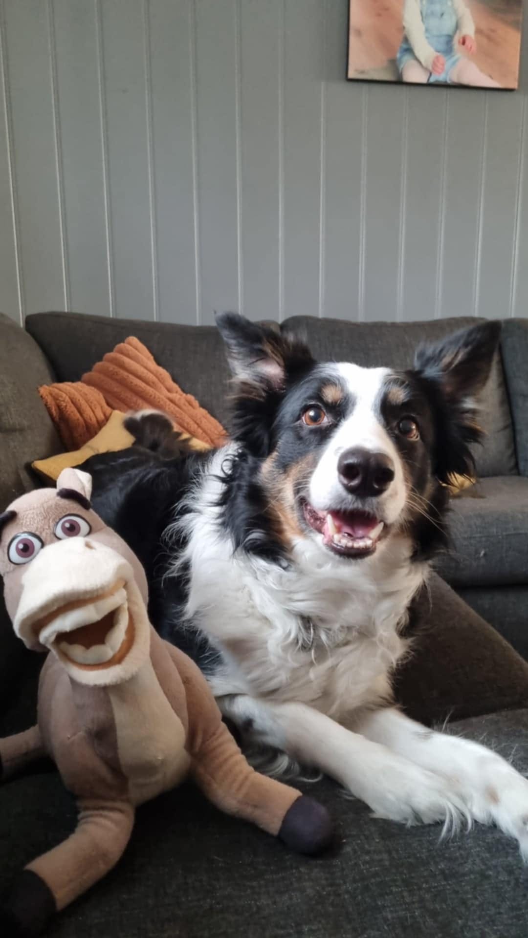 Border collie