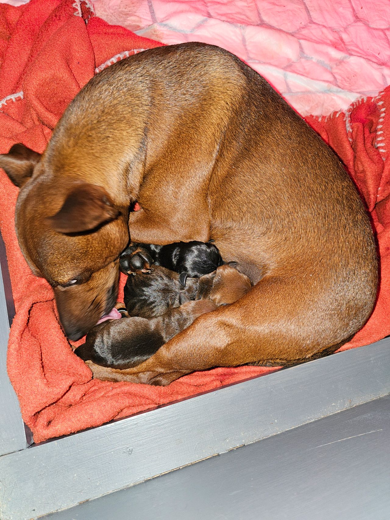 Dvergpinscher
