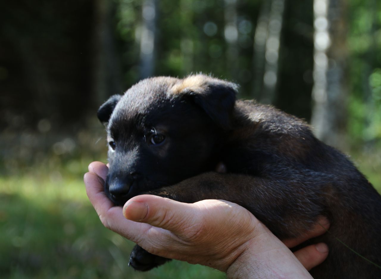 Belgisk fårehund, malinois