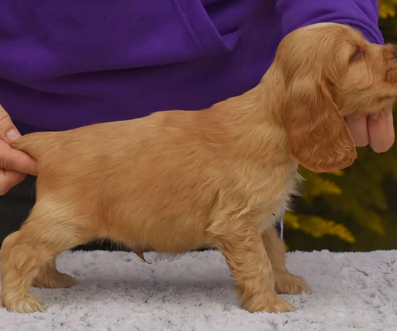 Cocker spaniel