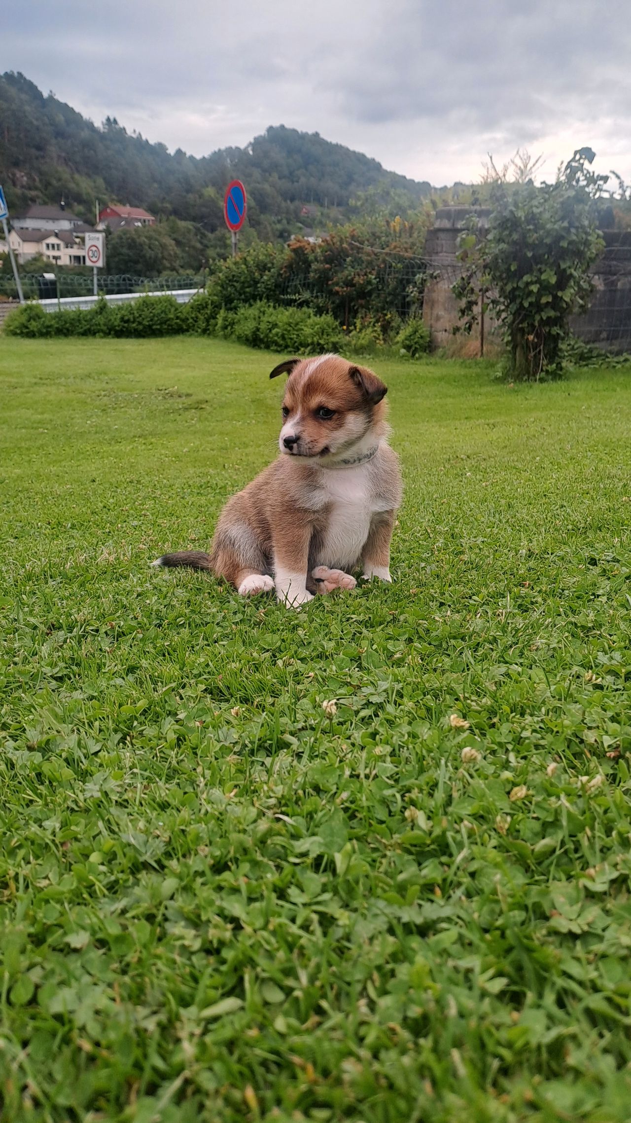 Norsk lundehund