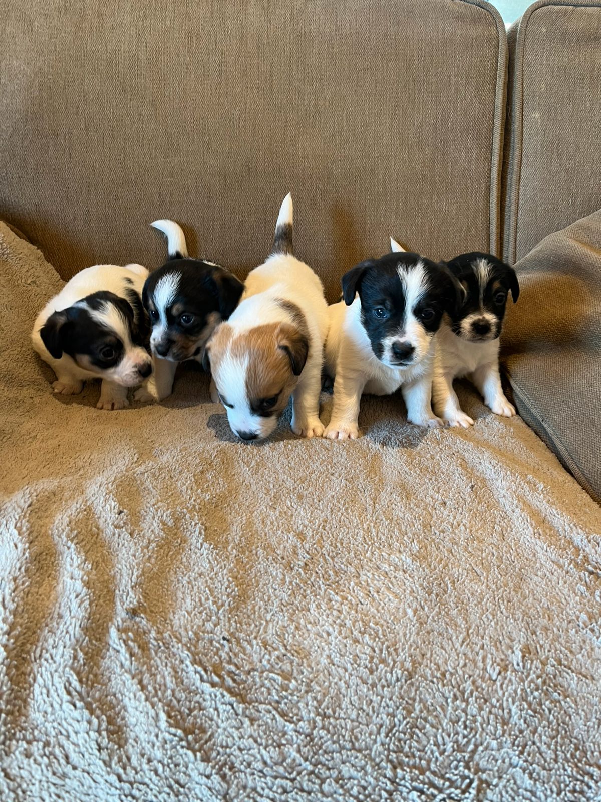 Jack russell terrier