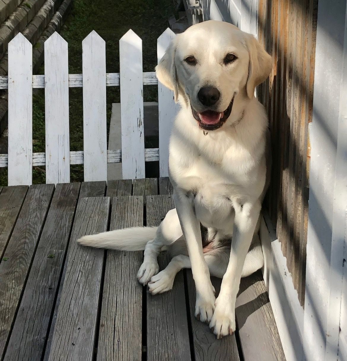 Labrador retriever