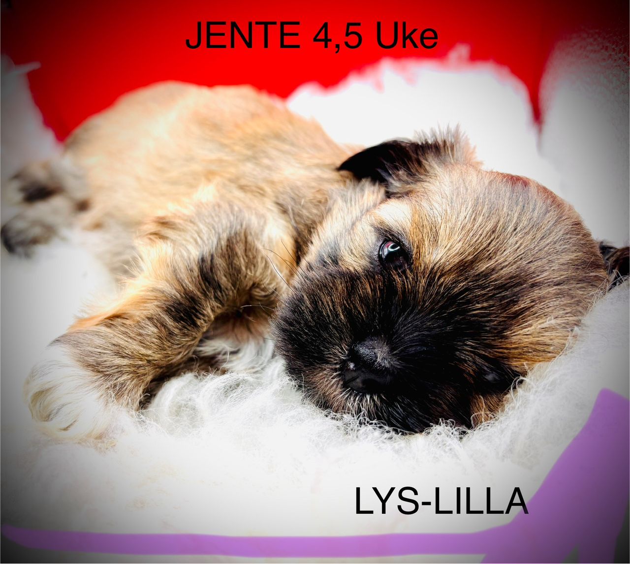 Lhasa apso
